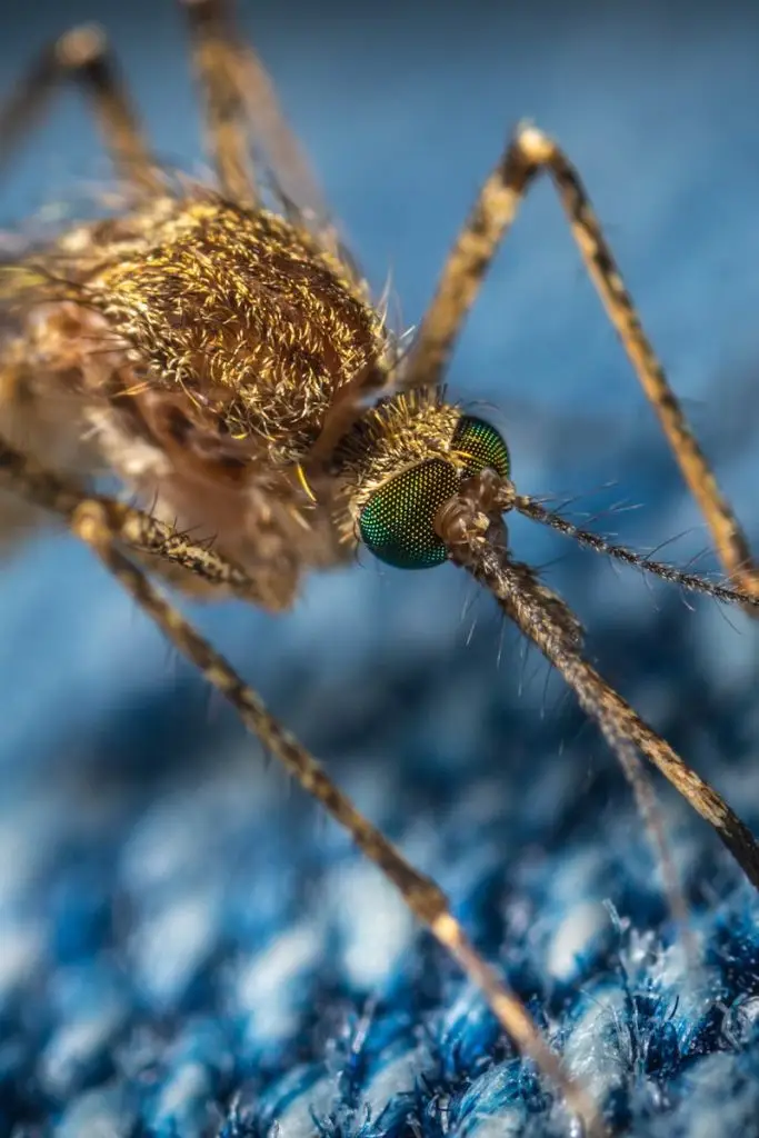 Intricate macro photo of a mosquito on a blue surface, highlighting its features.